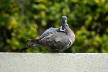 Pigeon ramier, Common Wood Pigeon, columba palumbus
