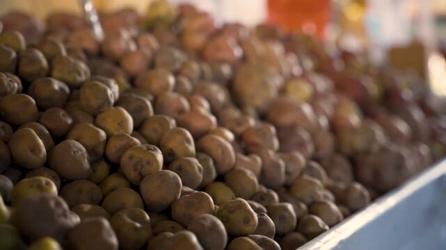 Typical Peruvian potatoes from the mountains of Cusco Peru