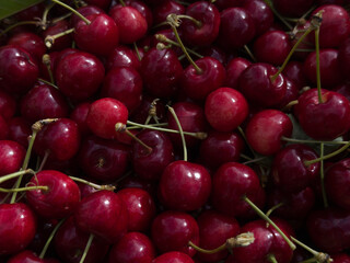 Freshly picked red cherries.