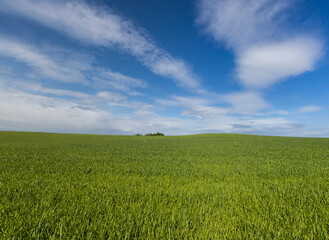 beautiful green wheat sprouts in sunny weather