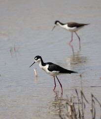 Pair of black necked stilts in shallow water in Utah