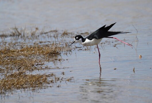 Black necked stilt stretching leg in shallow water