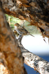 sparrow on a branch in a sunny pine tree