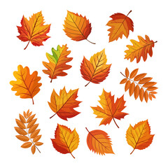 Set of colorful autumn leaves. Autumn falling leaves isolated on white background. Illustration, design elements