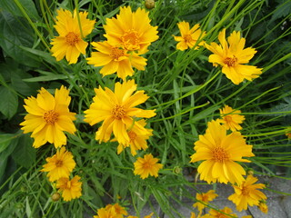 オオキンケイギクのイエローの花のアップ