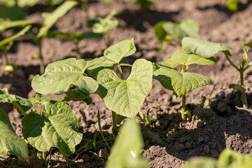 a field with peppers in the summer season
