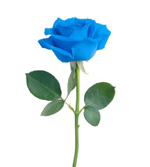 Obraz premium 青い１輪の薔薇の花