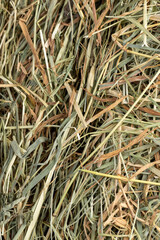 Dehydrated Dried Grass for hay production in agriculture