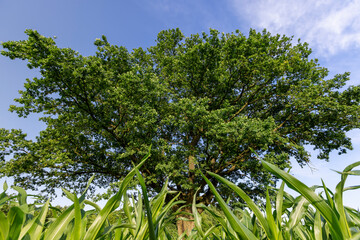 a lonely old oak tree in a field with tall green corn