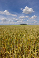 a field with wheat that turns from green to yellow during ripening