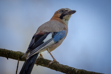  Eurasian Jay sits on a branch perpendicular to the camera lens. Close-up Eurasian Jay in the forest on a sunny summer day with copyspace blue background.