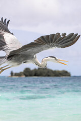 gray heron flies over the ocean