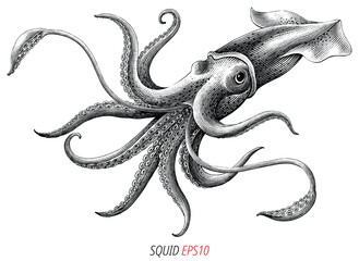 Antique engraving illustration of Squid black and white clip art isolated on white background