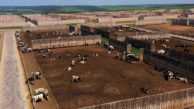 grazing cows in paddocks on the farm, modern cow farm on sunny day, aerial view