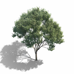 3D Isometric Tree Illustration – Modern Digital Art
