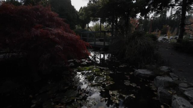 Pond in the garden