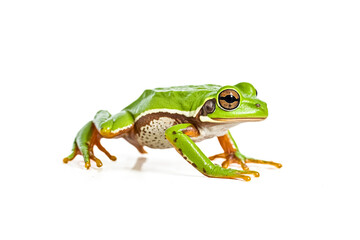 Obraz premium Green Tree Frog on White Background