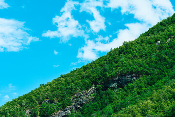 Forested hillside of the Utladalen Valley, in Western Norway.