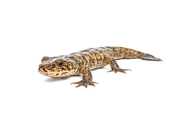 Naklejka premium Mudpuppy Salamander Isolated on White Background