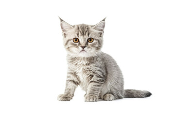 Cute Gray Tabby Kitten Sitting on White Background