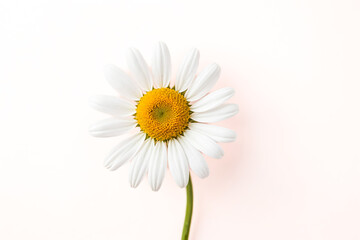 Single White Daisy Flower on Pink Background