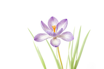 Obraz premium Purple Crocus Flower with Green Leaves Isolated on White Background