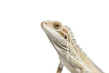 Obraz premium Closeup of a Brown and White Lizard with Spikes on Its Back
