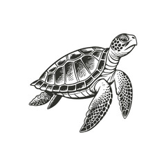 Obraz premium sea turtle engraving hand drawn illustration isolated white background