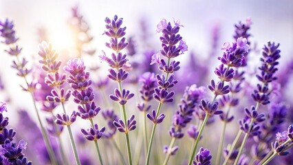 Fototapeta premium dull purple delicate lavender flowers in soft focus isolated on white background with subtle shadows and gentle natural lighting