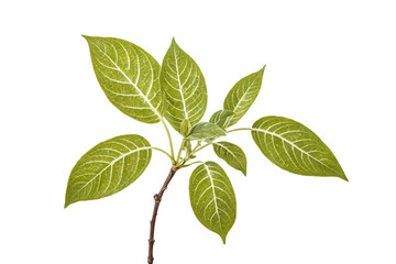 Fototapeta premium Green Leaves with White Veins Isolated on White Background