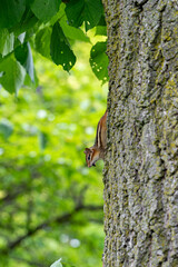 Chipmunk in a tree in Toronto High Park