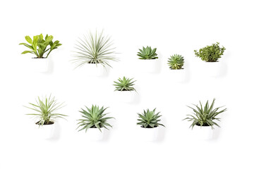 Green Plants in White Pots on White Background