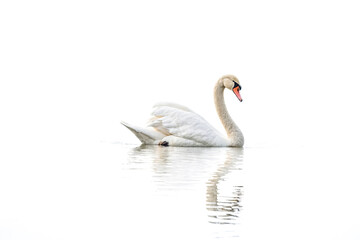Obraz premium Graceful Swan on a Tranquil Lake