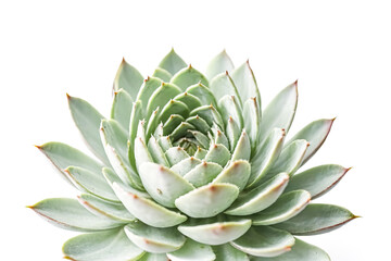 Fototapeta premium Close-up of a Succulent Plant