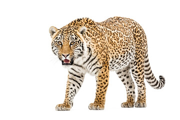 Obraz premium Close-up of a Jaguar with its Mouth Open