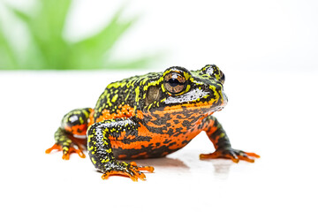 Fototapeta premium Closeup of a colorful frog on white background
