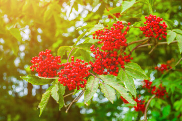 Autumn nature. Red autumn elderberry on the branch