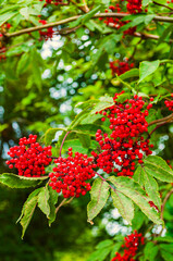 Elderberry branches, closeup of elderberry tree