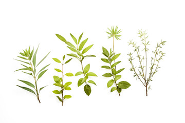 Obraz premium Green Plants Isolated on White Background