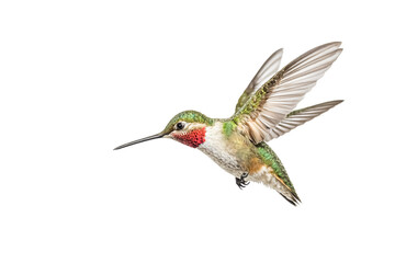 Obraz premium Hummingbird in Flight, Isolated on White Background