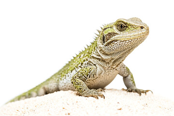 Naklejka premium Green Iguana on Sand