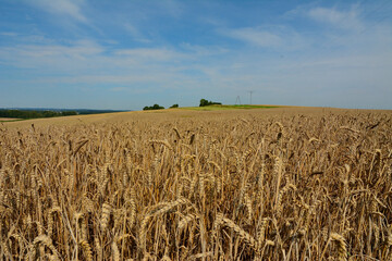 Łan zboża © Hanna