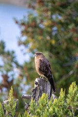 red tailed hawk perched on branch