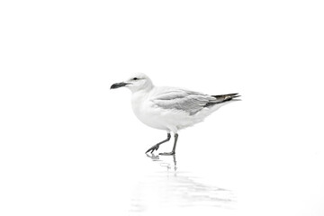 Fototapeta premium White Seagull in a White World