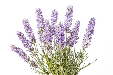 Naklejka premium Lavender Bouquet Isolated on White Background