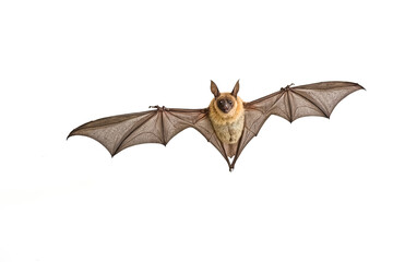 Fototapeta premium Flying bat isolated on white background