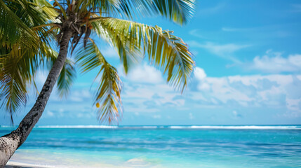 Palm tree on the beach