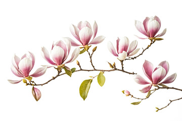 Fototapeta premium Magnolia Branch with Pink Flowers Isolated on White Background