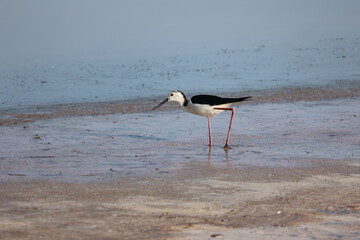 Black Necked Stilt at the Great Salt Lake