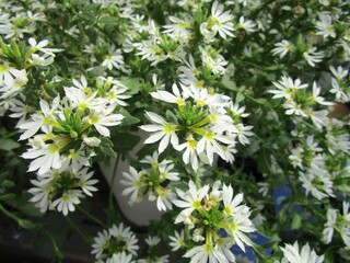 サンク・エールの白い花のアップ